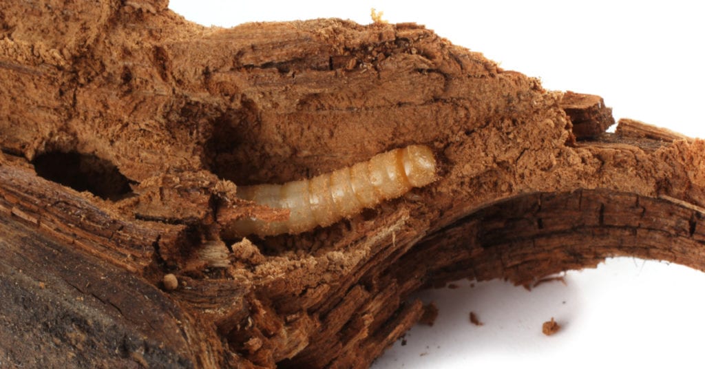 termite larvae vs maggots