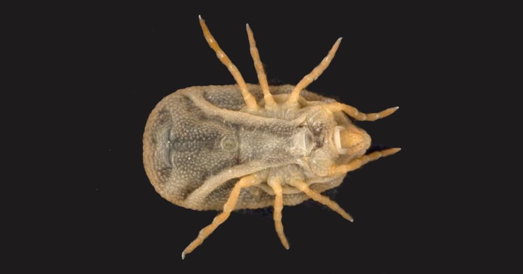 Types Of Ticks: Hard Shell Vs. Soft Shell 2 Types Of Ticks: Hard Shell Vs. Soft Shell: Bat Tick