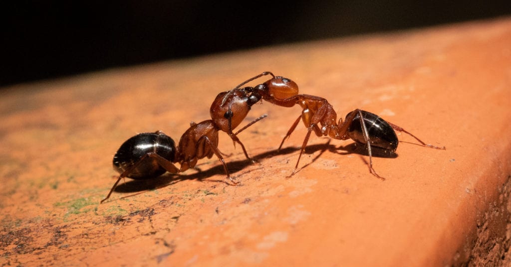 Carpenter Ants: The Do'S And Don'Ts