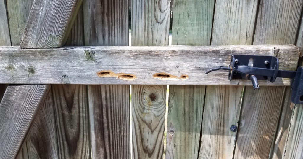 Pests, Wildlife Attacking Your Wood Fence And Why? | NJ Pest Control