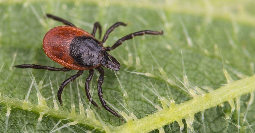 Types Of Ticks: Hard Shell Vs. Soft Shell 1 Types Of Ticks: Hard Shell Vs. Soft Shell: Deer Tick
