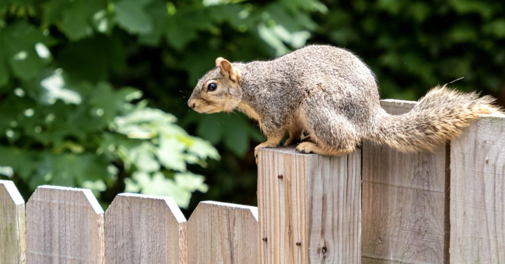 Pests And Wildlife Attacking Your Wood Fence, Squirrels