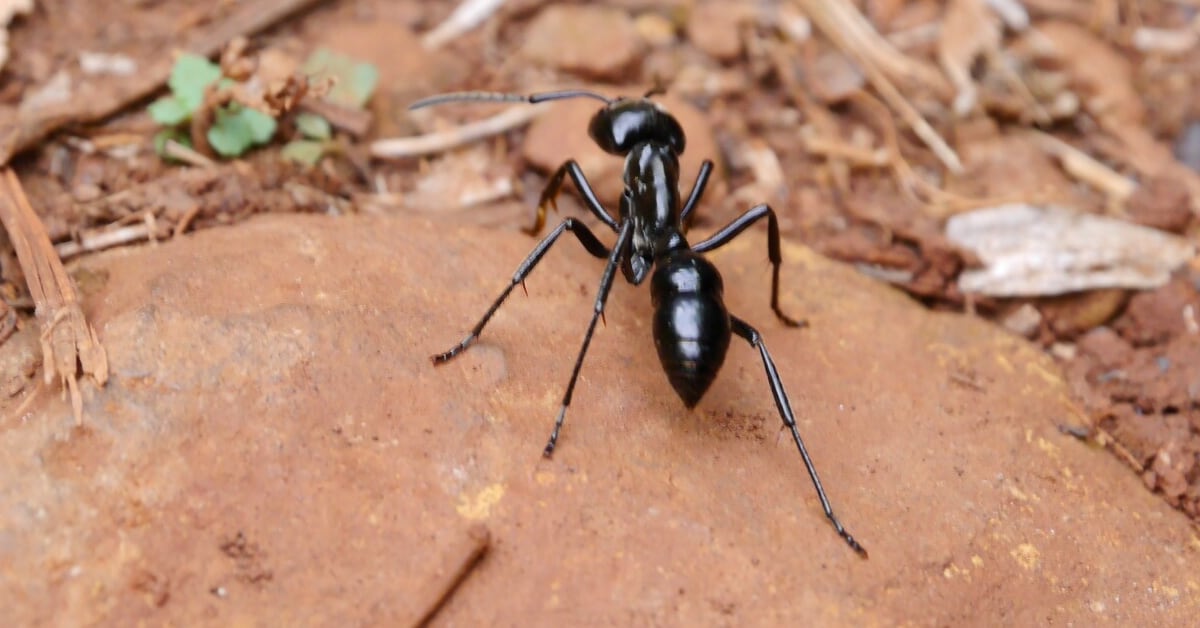 How to get rid of big black ants