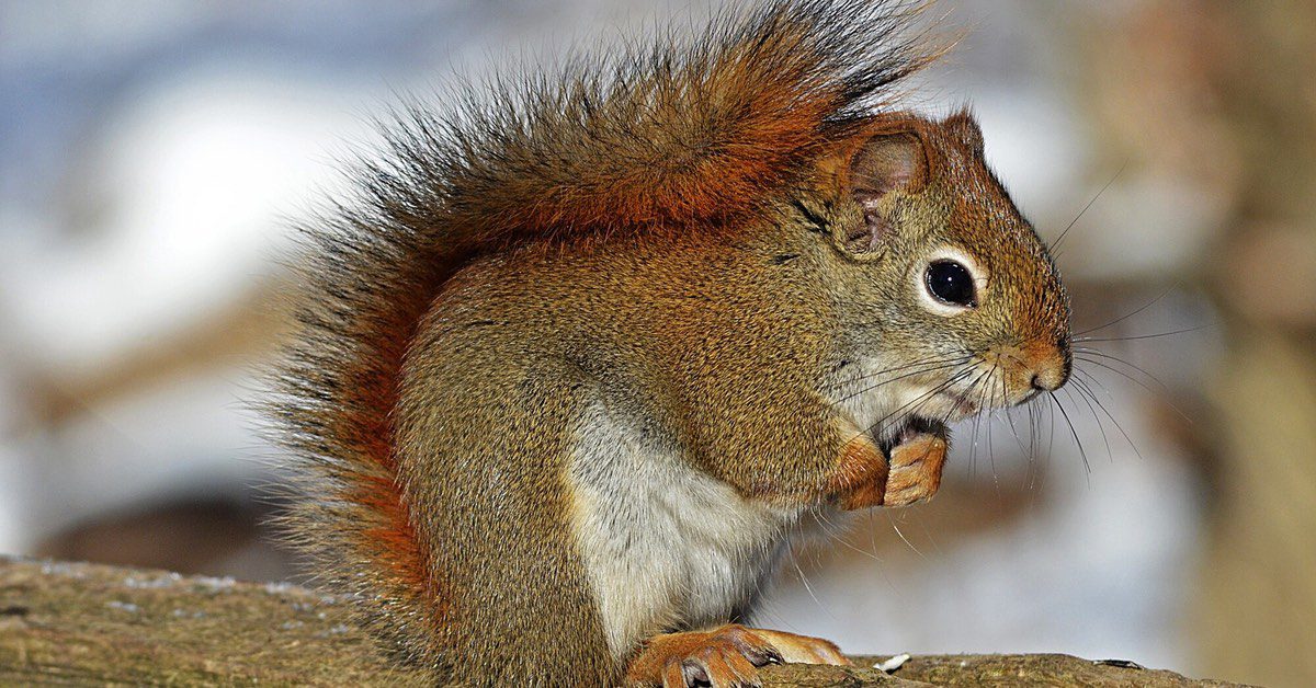 Squirrels in my attic, 5 tips: how to get rid of