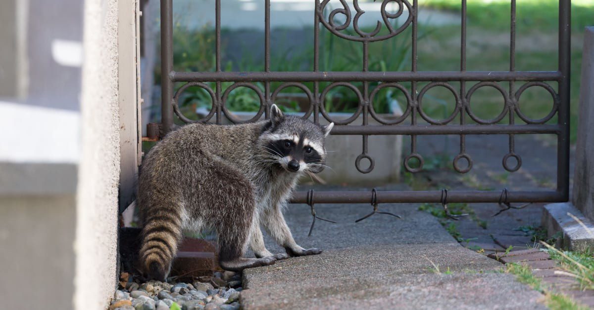 raccoon removal: who to call