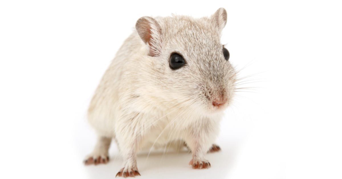 How to get rid of mice in walls
