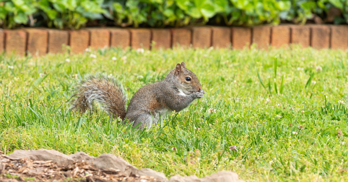 how to keep squirrels out of my yard