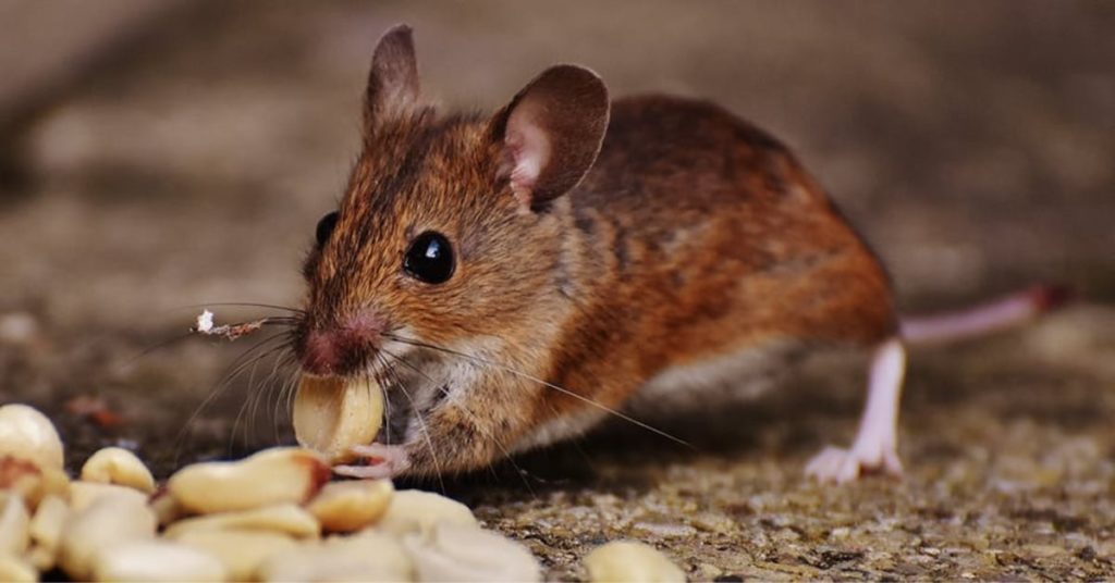 Mice Infestation Health Risks