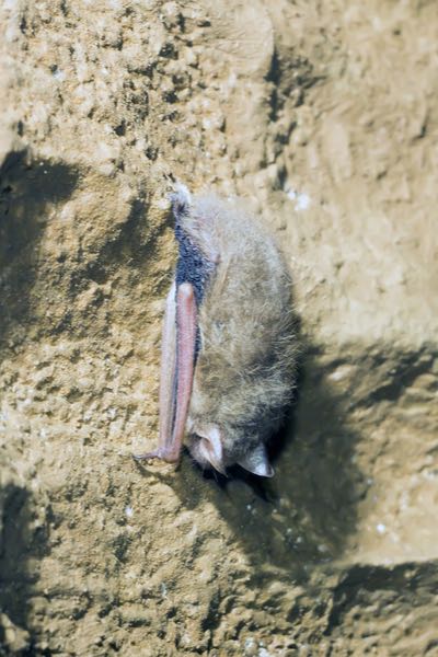Bat Removal 1 Indiana Bat