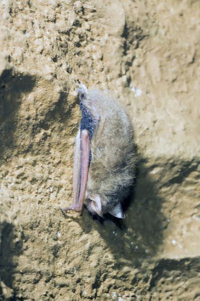 Indiana Bat