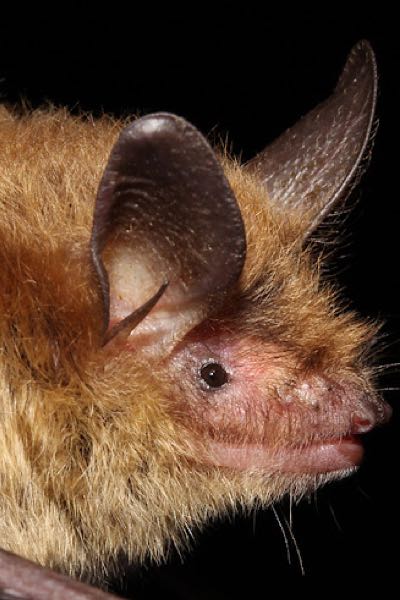 Northern Long-Eared Bat 2