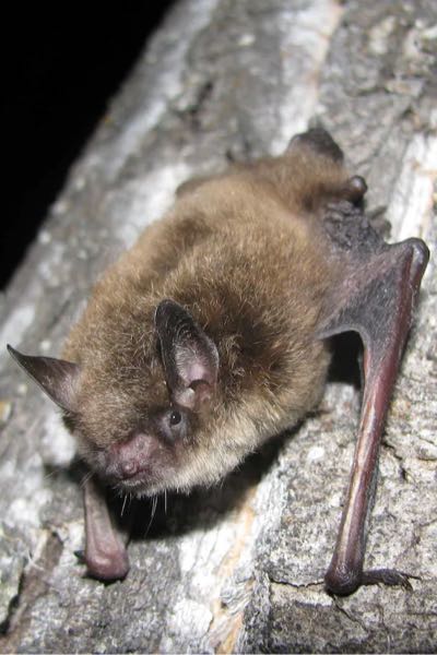Bat Removal 2 The Gray Bat