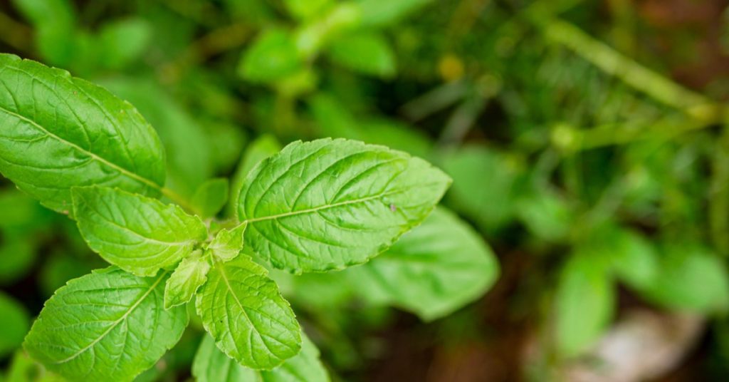 5 Plants That Repel Bugs, Basil