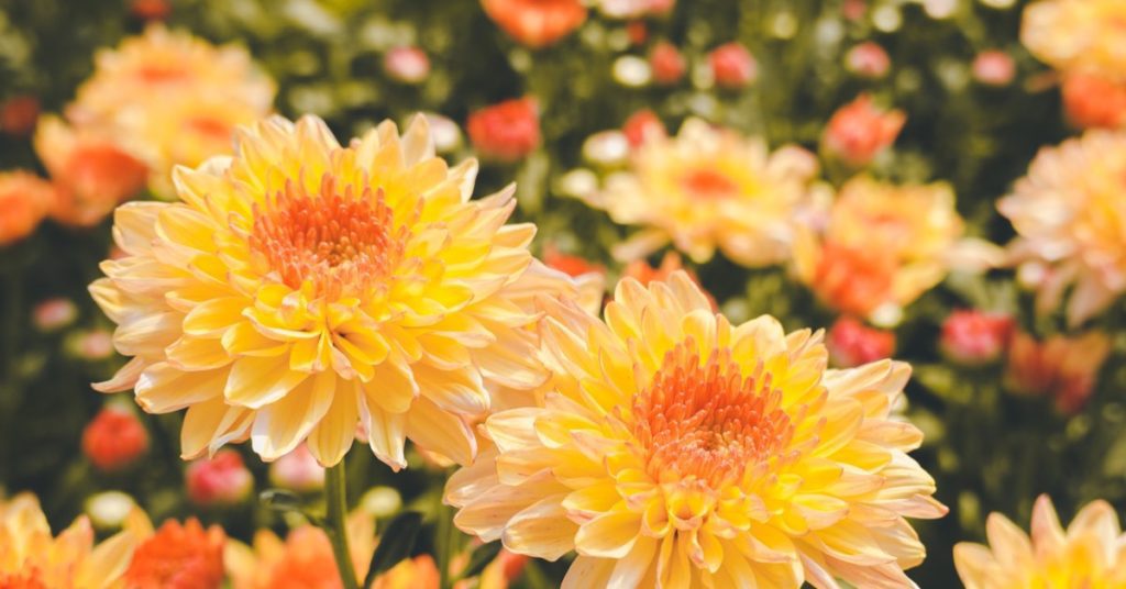 5 Plants That Repel Blugs, Chrysanthemums