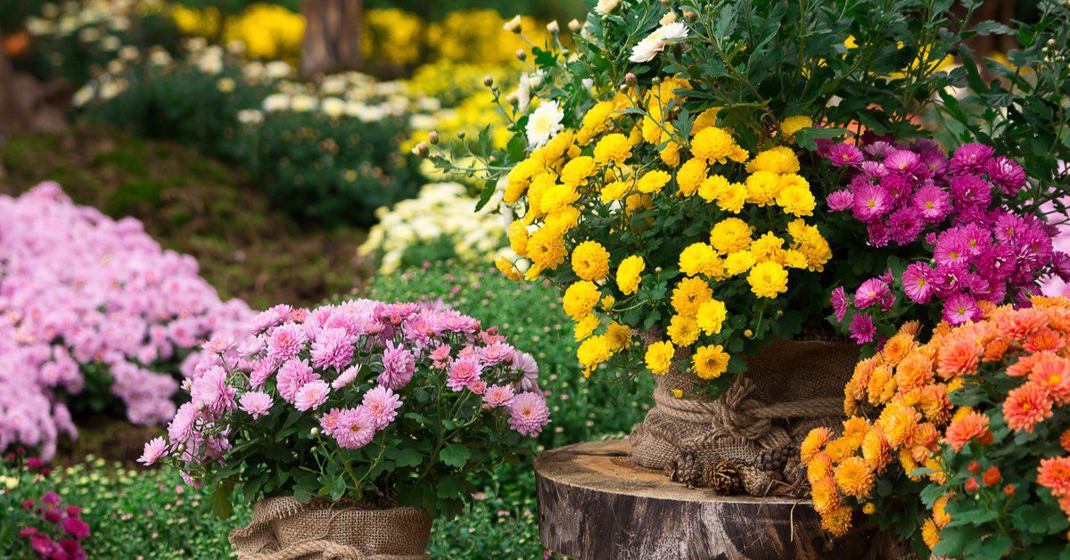 5 Plants that repel bugs, chrysanthemums