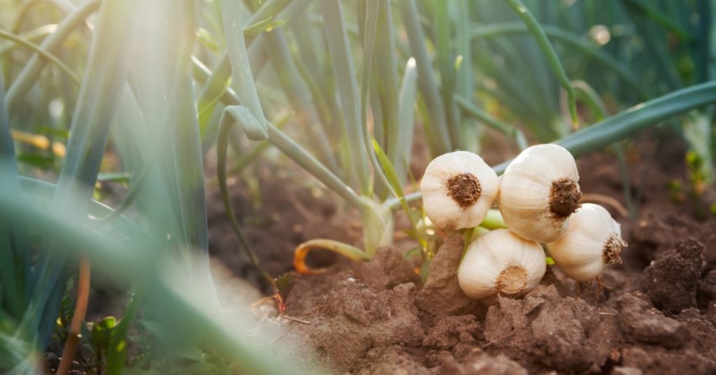 5 Plants That Repel Bugs, Garlic