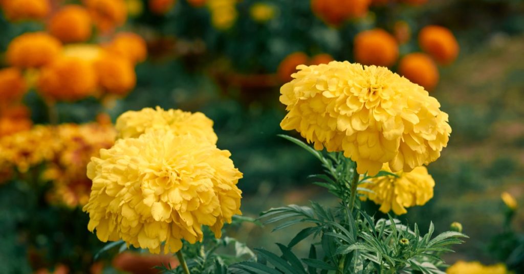 5 Plants That Repel Bugs, Marigolds