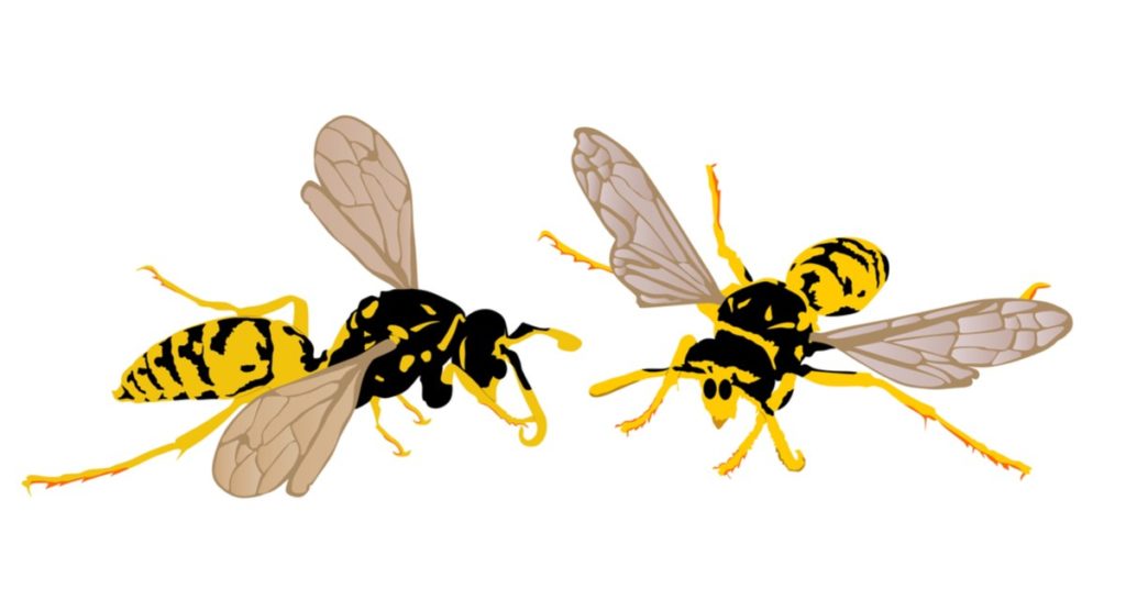 Rockaway Nj Pest Control, Exterminators, Wasps, Hornets, Bees, Yellow Jackets