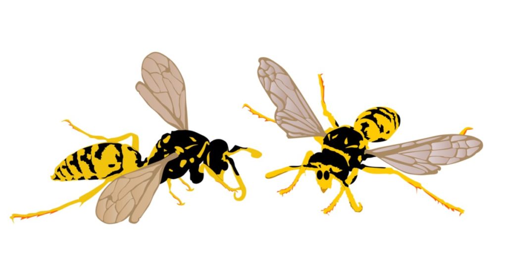 Best Rockaway Nj Pest Control, Exterminator Services 2 Rockaway Nj Pest Control, Exterminators, Wasps, Hornets, Bees, Yellow Jackets