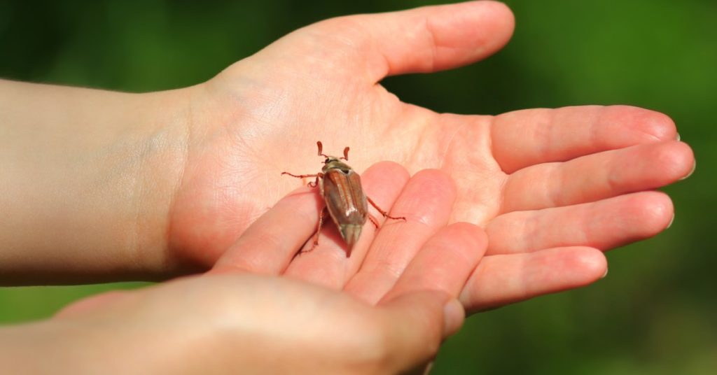 Seasonal Spring Pests, Beetles