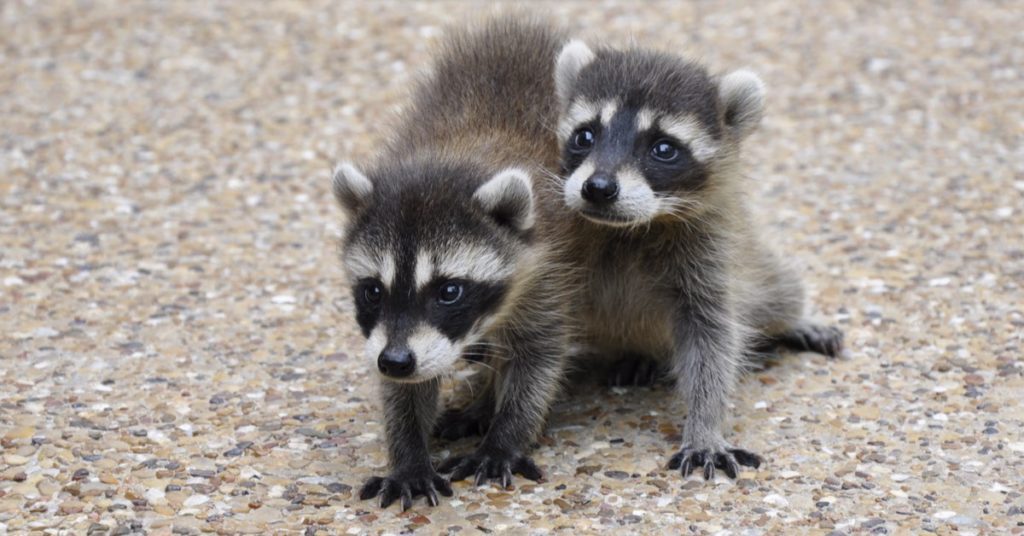 Understanding Raccoons And Their Behavior, Baby Raccoons