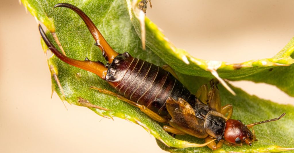 Seasonal Spring Pests, Earwigs