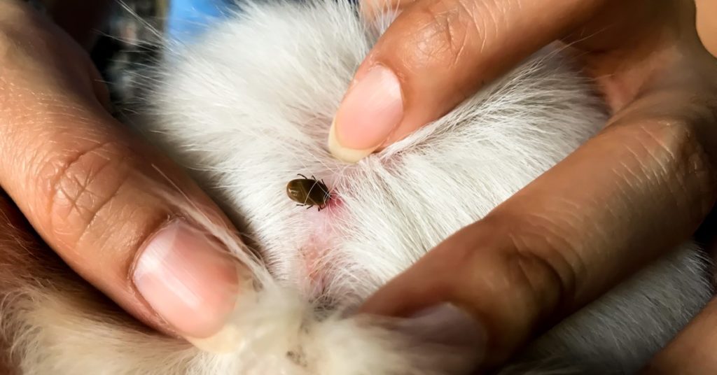 9 Seasonal Spring Pests To Be Wary Of 4 Seasonal Spring Pests, Fleas