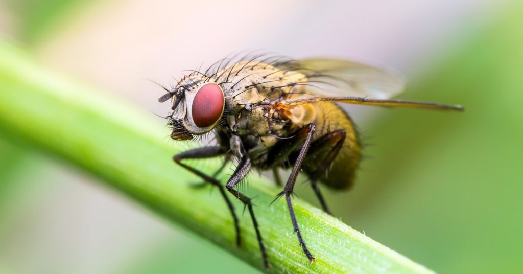 Seasonal Spring Pests, Flies