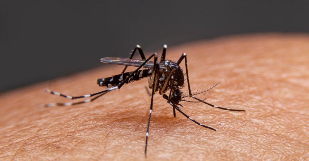 9 Seasonal Spring Pests To Be Wary Of 7 Seasonal Spring Pests, Mosquitoes