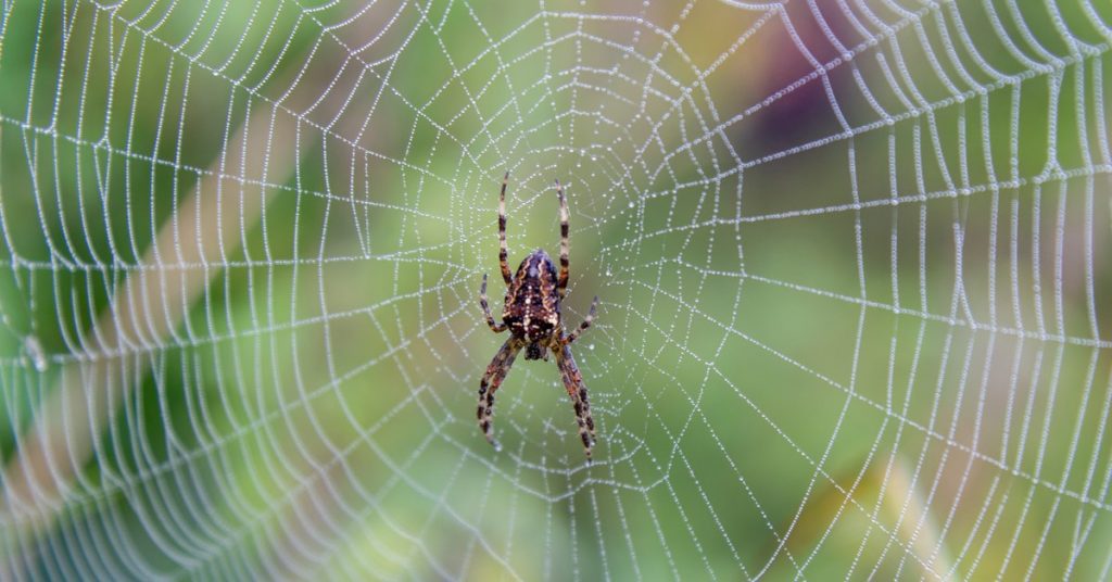 Seasonal Spring Pests, Spiders