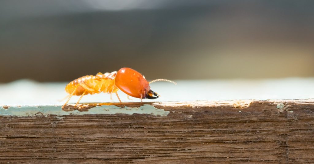 9 Seasonal Spring Pests To Be Wary Of 10 Seasonal Spring Pests, Termites
