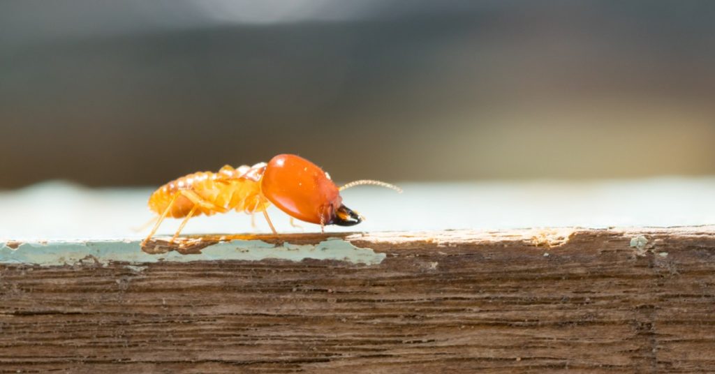 Seasonal Spring Pests, Termites