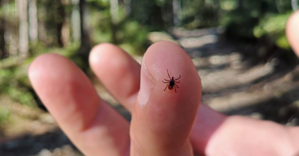 9 Seasonal Spring Pests To Be Wary Of 9 Seasonal Spring Pests, Ticks