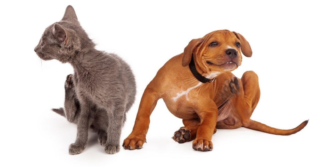 Guide To Ticks On Pets: Dogs And Cats 1 Ticks On Pets, Ticks On Dogs, Ticks On Cats