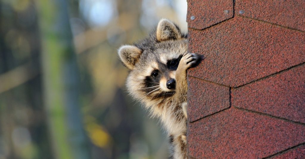 Understanding Raccoons And Their Behavior