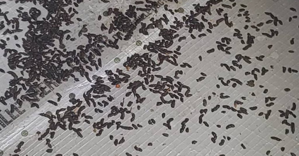 Bat Infestation: Why, How, Signs, What To Do 1 Bat Infestation: Why, How, Signs, What To Do, Bat Guano