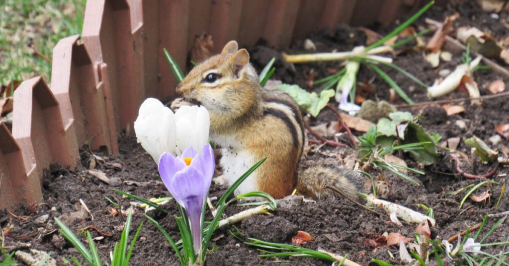 Combat Garden Pests Naturally And Humanely, Chipmunks