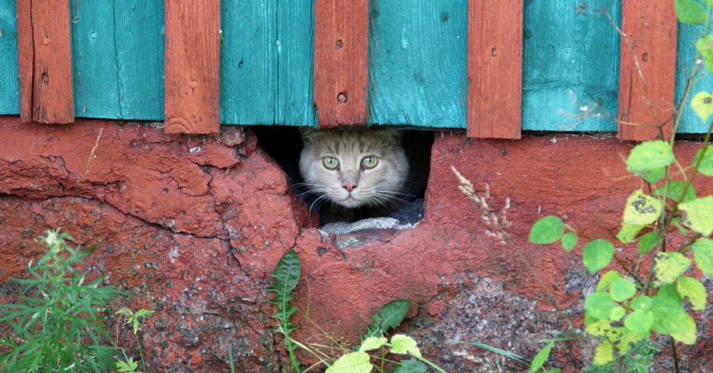 How To Get Rid Of Animals Under Your House
