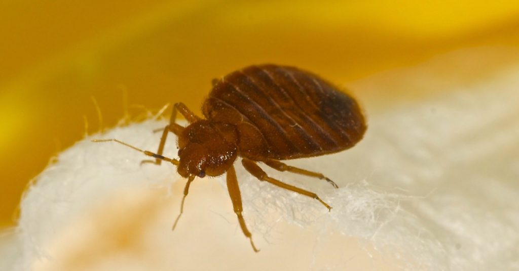 7 Common Household Pests In New Jersey 1 7 Household Common Pests In Nj, Bed Bugs