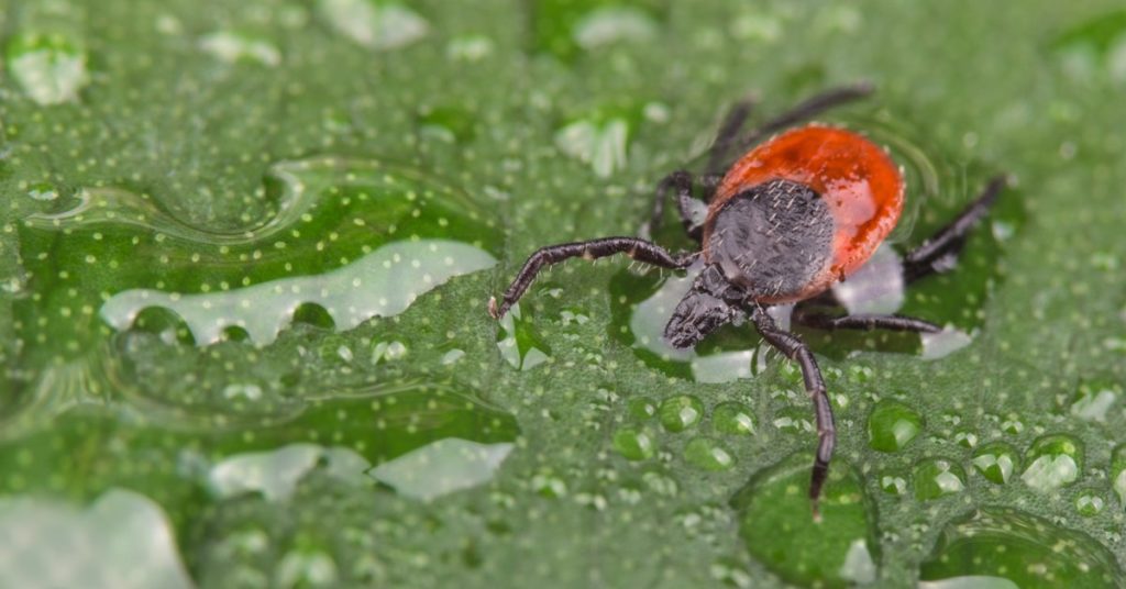 Lyme Disease A Threat To New Jersey