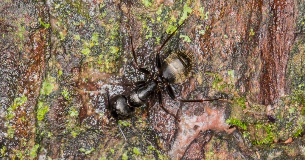 7 Common Household Pests In New Jersey 3 7 Common Household Pests In New Jersey, Carpenter Ant