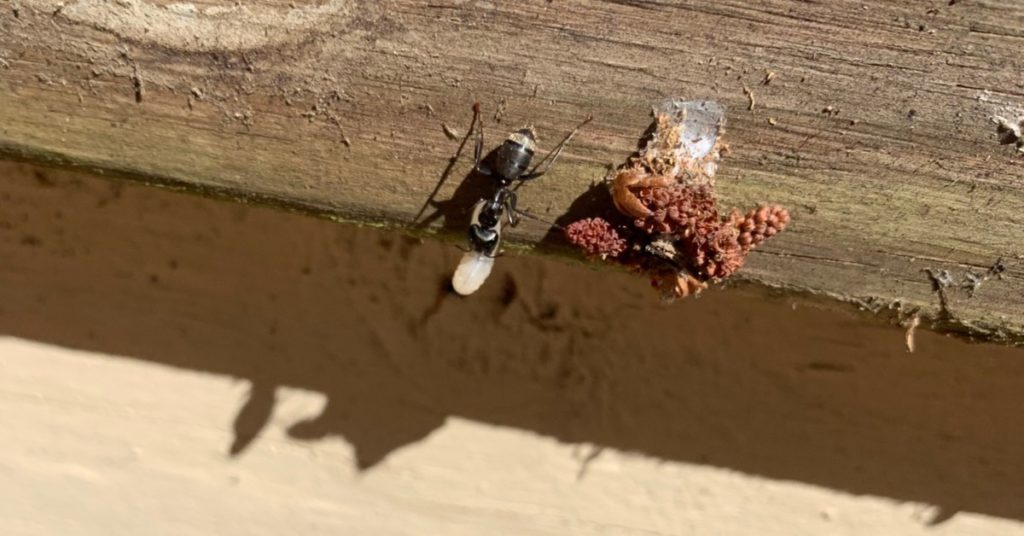 Why Are There So Many Ants This Year?, Carpenter Ants