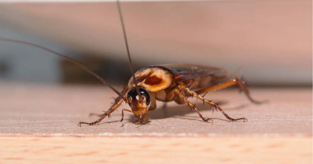 7 Common Household Pests In New Jersey 7 7 Common Household Pests In New Jersey, Cockroaches