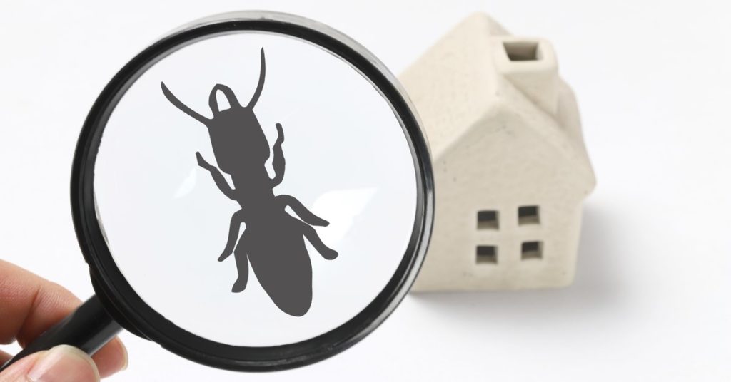 7 Common Household Pests In New Jersey