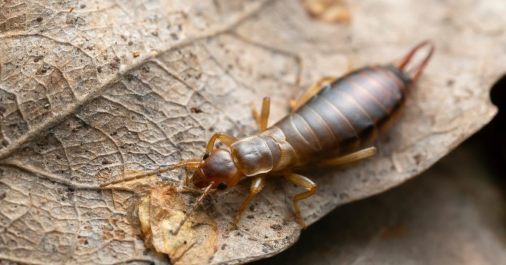 7 Common Household Pests In New Jersey 5 7 Common Household Pests In New Jersey, Earwigs