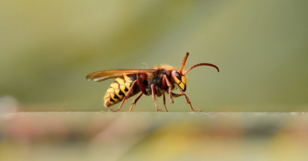 7 Common Household Pests In New Jersey, Hornet