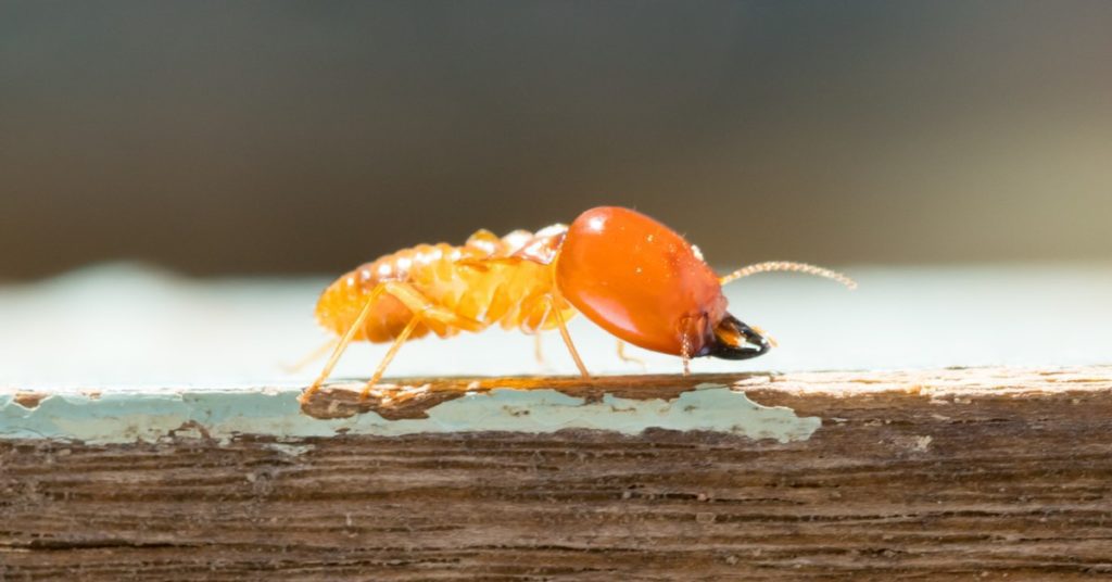 7 Common Household Pests In New Jersey, Termites