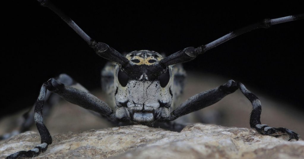 5 Invasive Bug Species Wreaking Havoc In New Jersey, Asian Longhorned Beetle