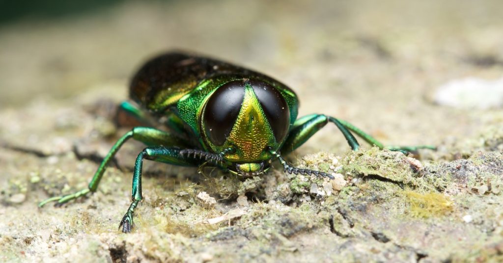 5 Invasive Bug Species Wreaking Havoc In New Jersey 5 5 Invasive Bug Species Wreaking Havoc In New Jersey, Emerald Ash Borer