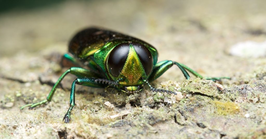 5 Invasive Bug Species Wreaking Havoc In New Jersey, Emerald Ash Borer